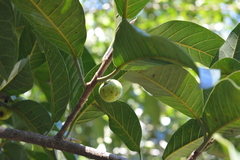 Ficus cotinifolia