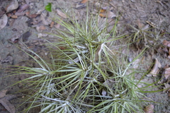 Tillandsia schiedeana