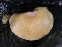 Crepidotus mollis