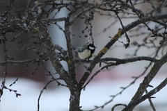 Parus major