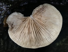 Crepidotus mollis