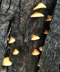Crepidotus mollis