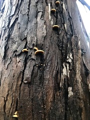 Crepidotus mollis