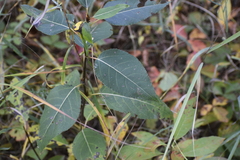 Populus balsamifera
