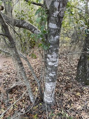 Cartrema americana