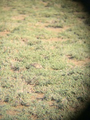 Spizocorys fremantlii