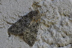 Polymixis flavicincta