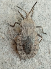 Spartocera