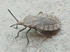 Spartocera