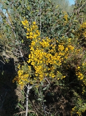 Ulex parviflorus
