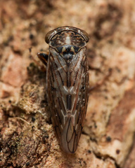 Idiocerus herrichii
