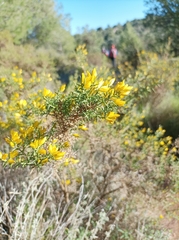 Ulex parviflorus