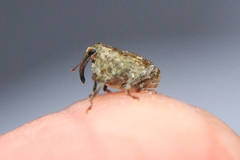 Parethelcus pollinarius