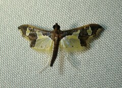 Gonocausta zephyralis