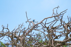 Halcyon senegaloides