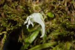 Utricularia jamesoniana