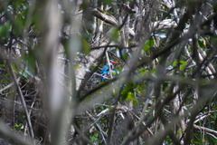 Halcyon senegaloides