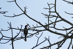 Lophoceros alboterminatus