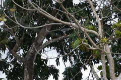 Kaupifalco monogrammicus