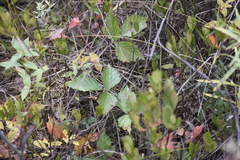 Rubus pubescens