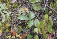 Rubus pubescens