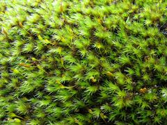 Racomitrium sudeticum