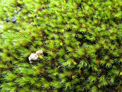Racomitrium sudeticum