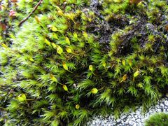 Racomitrium sudeticum