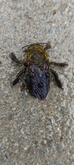 Xylocopa pubescens