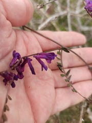 Vicia villosa