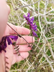 Vicia villosa