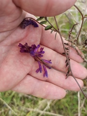 Vicia villosa