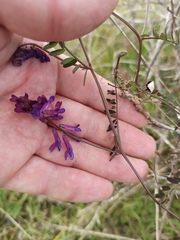 Vicia villosa
