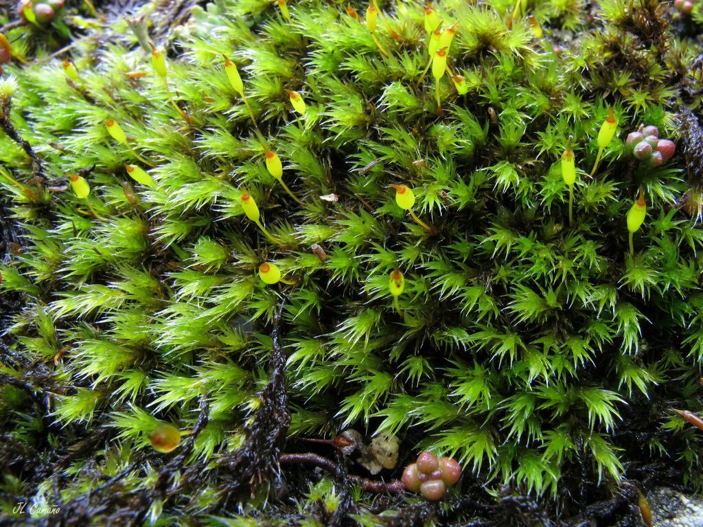 Slender Fringe-moss