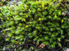 Racomitrium sudeticum