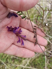 Vicia villosa