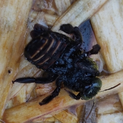 Xylocopa pubescens