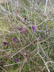 Vicia villosa