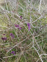 Vicia villosa
