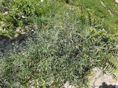 Artemisia daghestanica