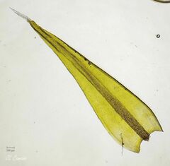 Racomitrium sudeticum