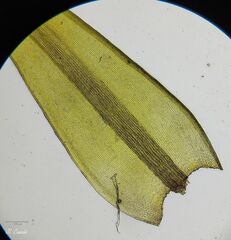 Racomitrium sudeticum