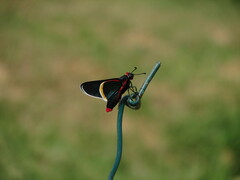 Mysoria barcastus
