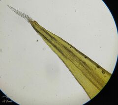 Racomitrium sudeticum