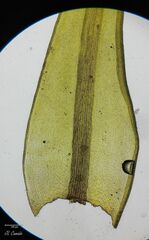 Racomitrium sudeticum