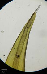 Racomitrium sudeticum