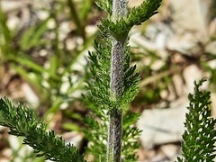Achillea setacea