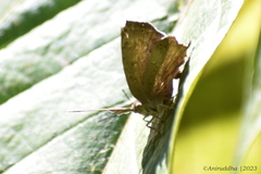 Surendra quercetorum