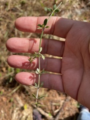 Galium bermudense