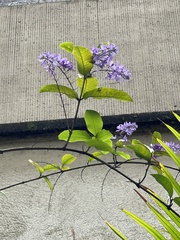 Petrea volubilis
